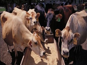 İlçeler arası hayvan nakli kolaylaştı