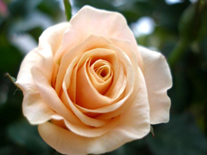 Cuma günü abdest, hele boy abdesti daha iyidir