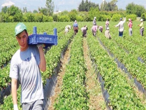 Miras nedeniyle araziler bölünemeyecek