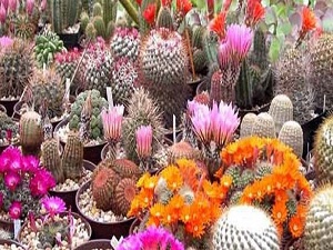 Bilgisayarınız varsa bundan mutlaka alın