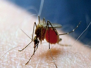 Sarıhumma aşısında yeni dönem