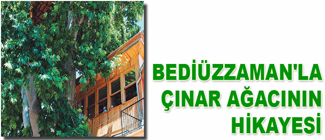 Bediüzzaman'la çınar ağacının hikayesi