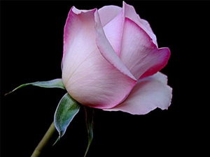 Resûlullah sağ tarafı üzerine yatar ve dua ederdi