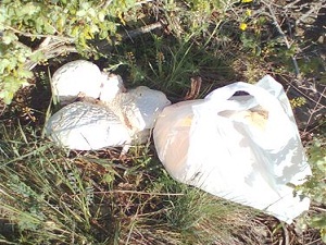 Yağışlar Mantarcıların Yüzünü Güldürdü
