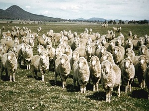 Hakkari'de 6 bin küçükbaş hayvan dağıtılacak