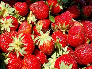 Çilek tadında ihracat