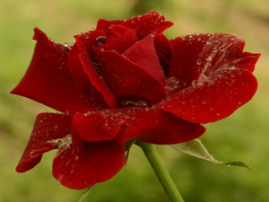 Allah, verdiği nimeti kulunun üzerinde görmekten hoşlanır