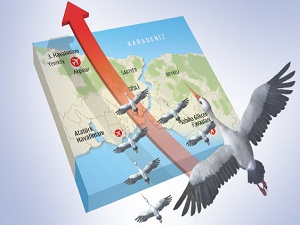 Üçüncü havalimanı kuşların göç yollarıyla kesişti