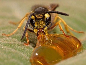 Bal arıları, biyolojik hastalıkları bitiriyor, üretimi artırıyor