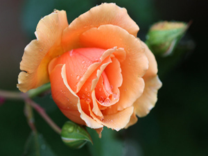 Her biriniz Allah’a hüsnüzan ederek ölsün