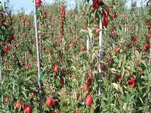 Gelibolu organik tarım üssü olacak