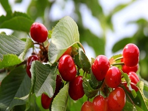 Gıda, Tarım ve Hayvancılık Bakanlığı 100 lira ödeme yapacak