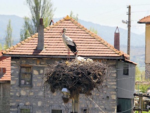 Bu kasabadakiler, her gün canlı belgesel izliyor