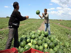 Karpuz, hasat edilmeden tarlada satılıyor