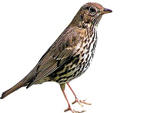 Bu kuşlar ağaç dikiyor