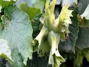 250 çiftçinin parası iletişimsizlik kurbanı oldu