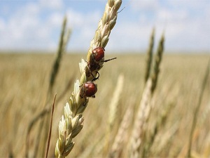 Buğday tarlaları bambu böceği tehdidi altında