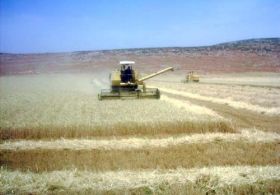 Amik Ovasında Buğday Hasadı Başladı