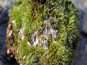 Yüzlerce yıldır donmuş bitkiler canlanıyor