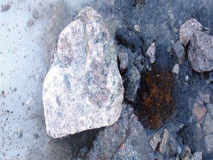 Bu yosunlar 400 yaşında!