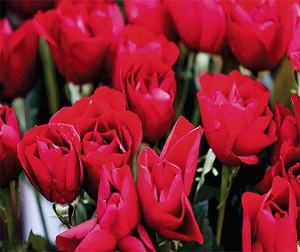 Kokular herkes tarafından farklı algılanıyormuş