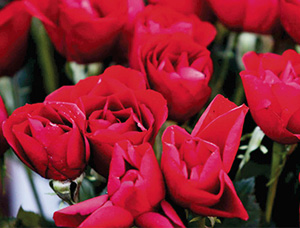 Gül kokusu, hafızayı güçlendiriyor!