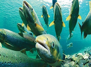Somonlar firarda