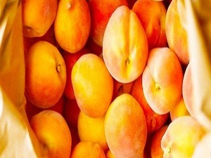 Kayısı üreticisine don ve dolu desteği