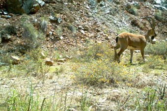 Yasak avlananlara 117 bin lira ceza