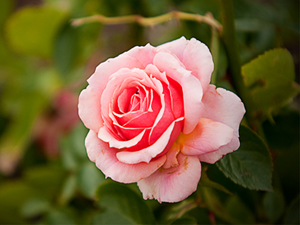 Dünyada tıpkı bir garip hatta bir yolcu gibi davran