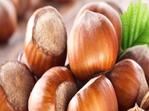 Fındık anne sütünü arttırıyor