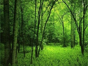 Maliye: 10 yılda 4,5 milyar ağaç dikildi