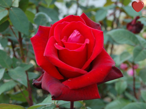 Katı kalbli, kaba, cimri ve kibirli kimseler cehennemliktir