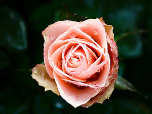 Başkasına dua edersen, melek de sana dua eder