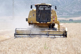 Buğday veriminde Türkiye 61. sırada