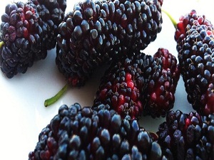 Sağlık iksiri: kara dut