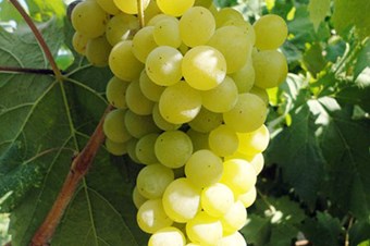 'Kiraz, üzüm ve yeşil çay gözün gerginliğini azaltıyor'