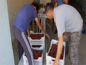 Lapseki kirazı Avrupalıların gözbebeği oldu
