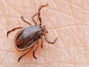 Kene kâbusu geri döndü