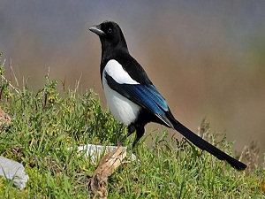 İnsanlar baktığında daha çabuk karar alıyorlar