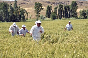Süne ile mücadele sürüyor