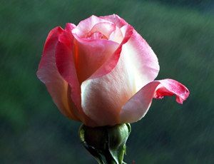 Resûlullah (asm) yolculuk esnasında arkadan yürürdü