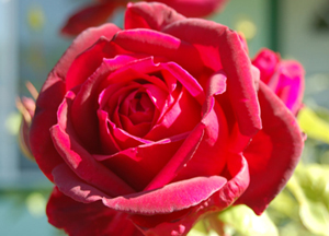 Sabah namazını kılan kimse Allah’ın himayesindedir