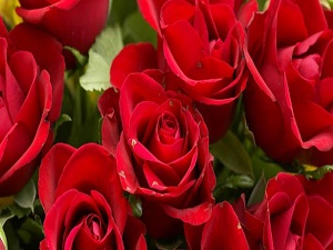 Gül, süs bitkisi değil sanayi ürünü olacak