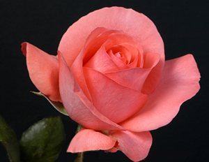 Resûlullah bir topluluktan kuşkulandığında şöyle dua ederdi