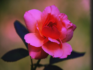 Davete giden kimsenin yanına biri takılırsa ne diyecek