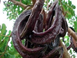 Keçi boynuzu her derde deva