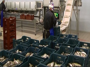 Devlet destek verdi üretim 200 tona çıktı