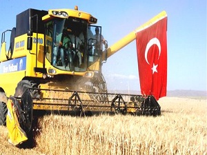 Aksaray’da Hububat Hasadı Başladı