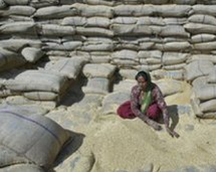 Hindistan'da 800 milyon insana gıda yardımı